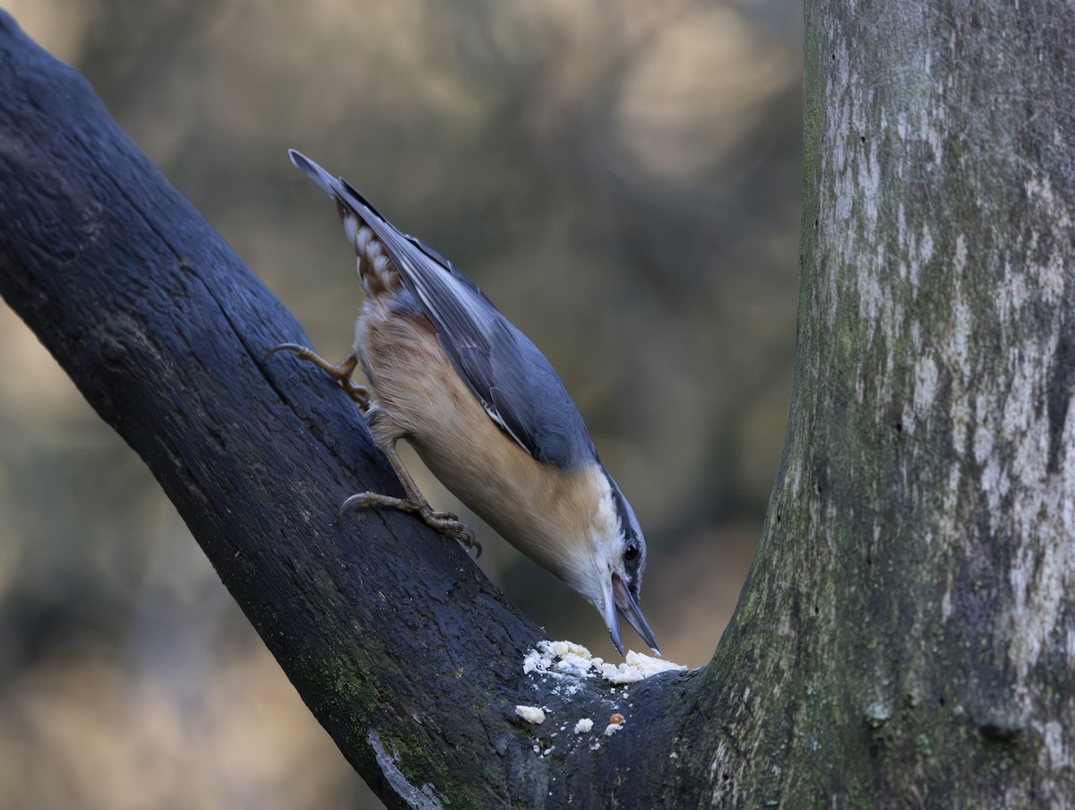 Eurasian Nuthatch - ML646377329