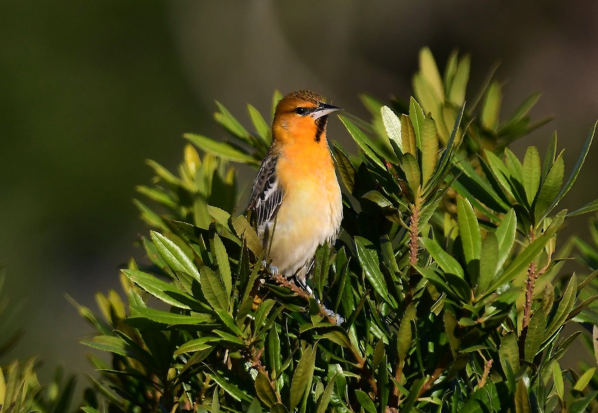 Bullock's Oriole - ML646377330