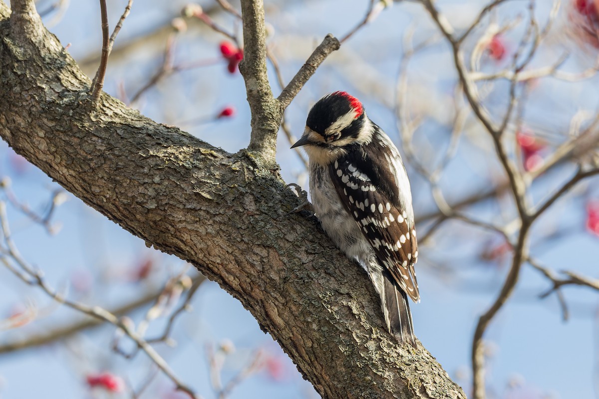 strakapoud osikový - ML646377331