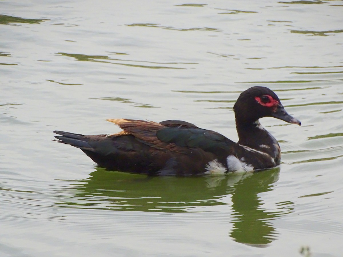 Ahate musketaduna (etxekoa) - ML646377334