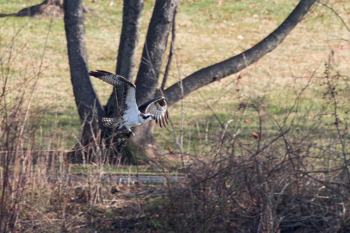 orlovec říční (ssp. carolinensis) - ML646377335