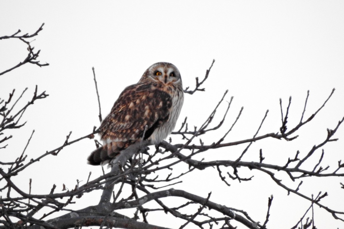 Short-eared Owl - ML646377336