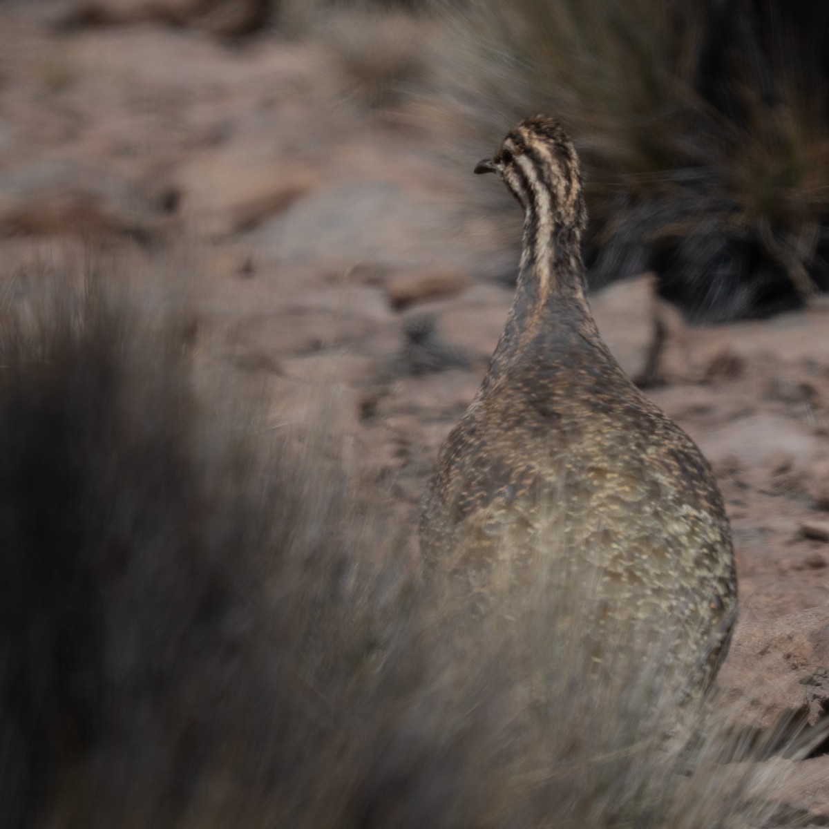 Puna Tinamou - ML646377337