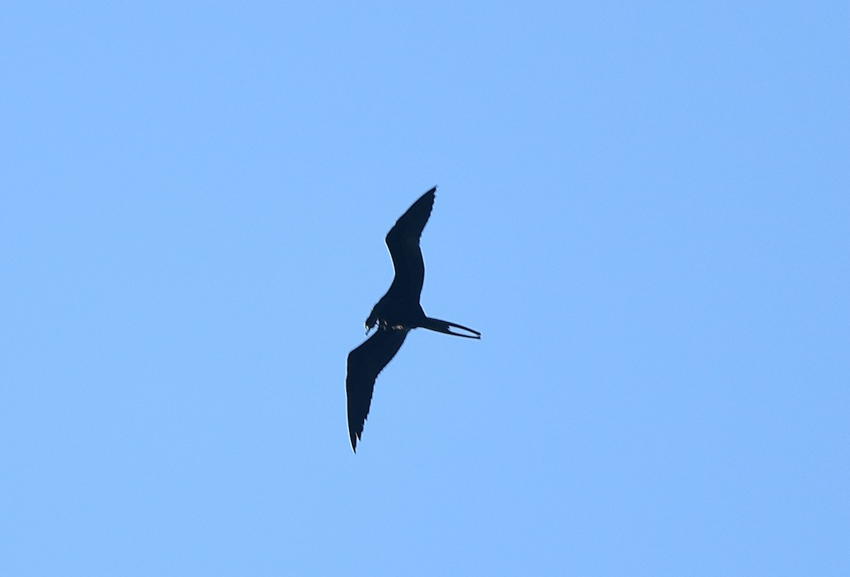 Magnificent Frigatebird - ML646377342