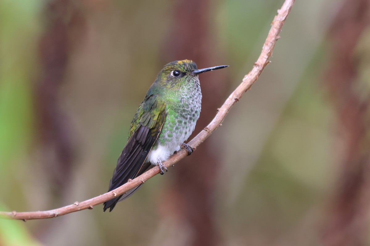 Greenish Puffleg - ML646377343