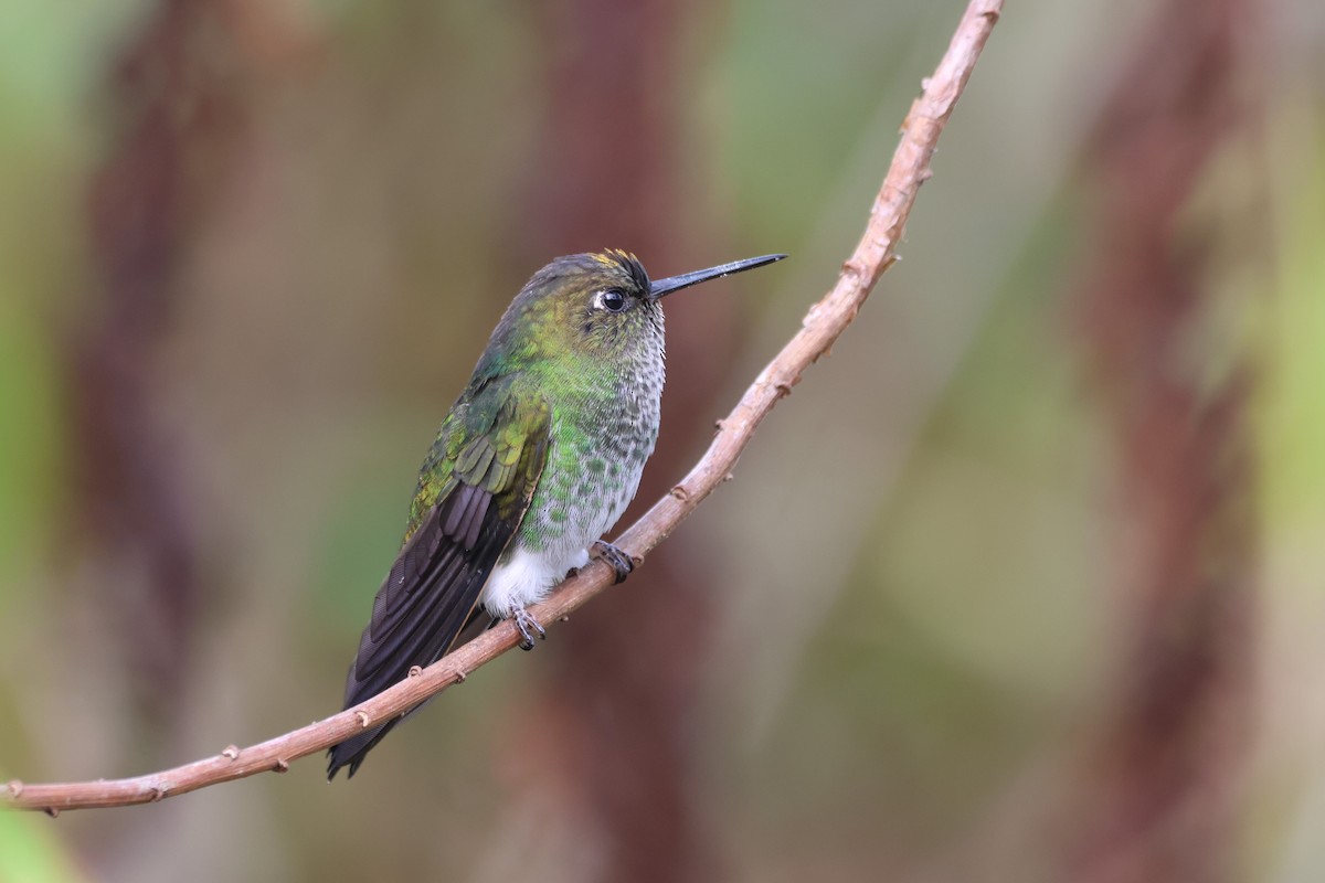 Greenish Puffleg - ML646377344