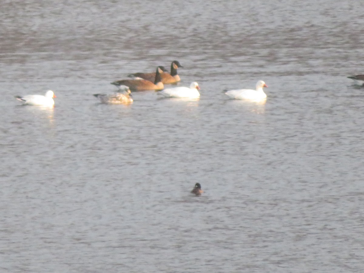 אווז קנדי - ML646377349