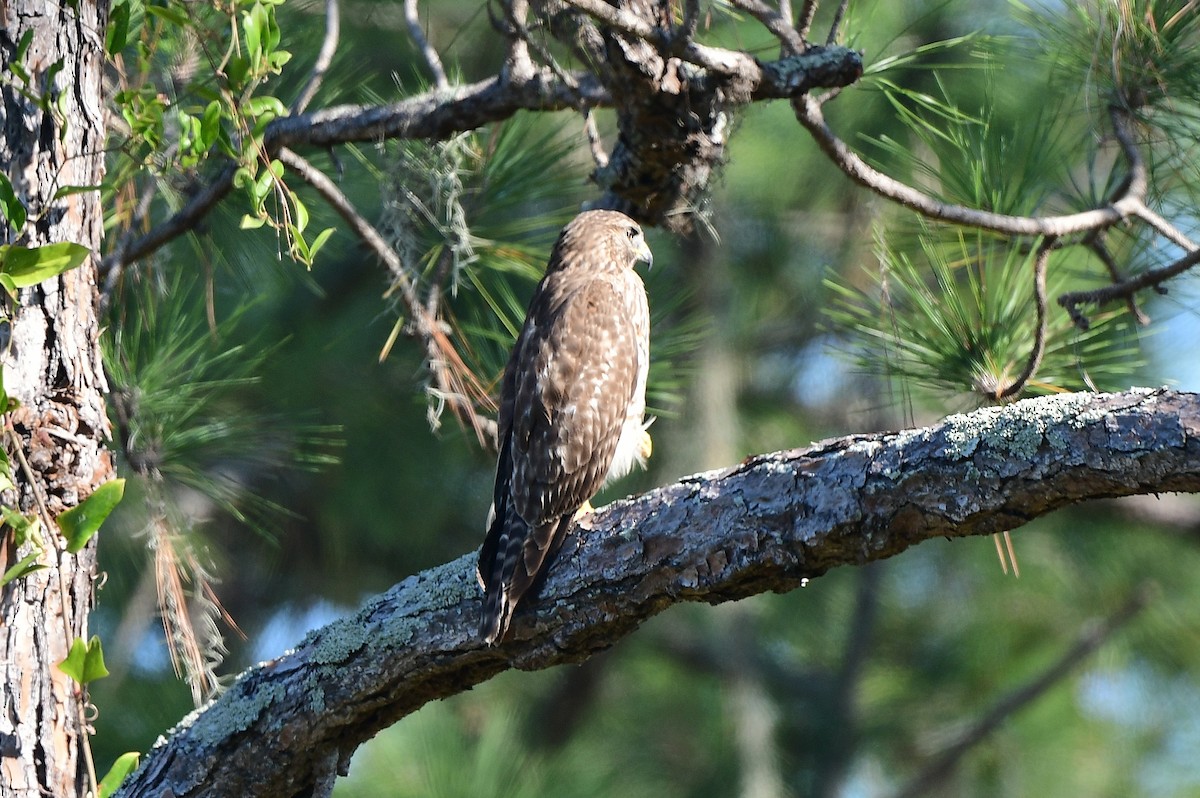 Red-shouldered Hawk - ML646377350