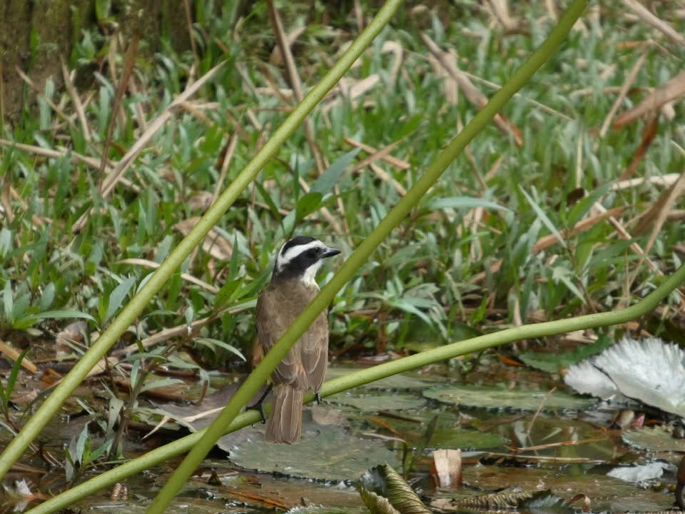 Social Flycatcher - ML646377351