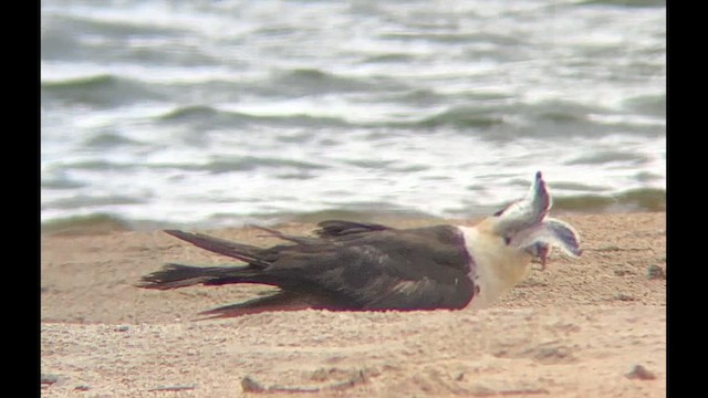 Pomarine Jaeger - ML646377353