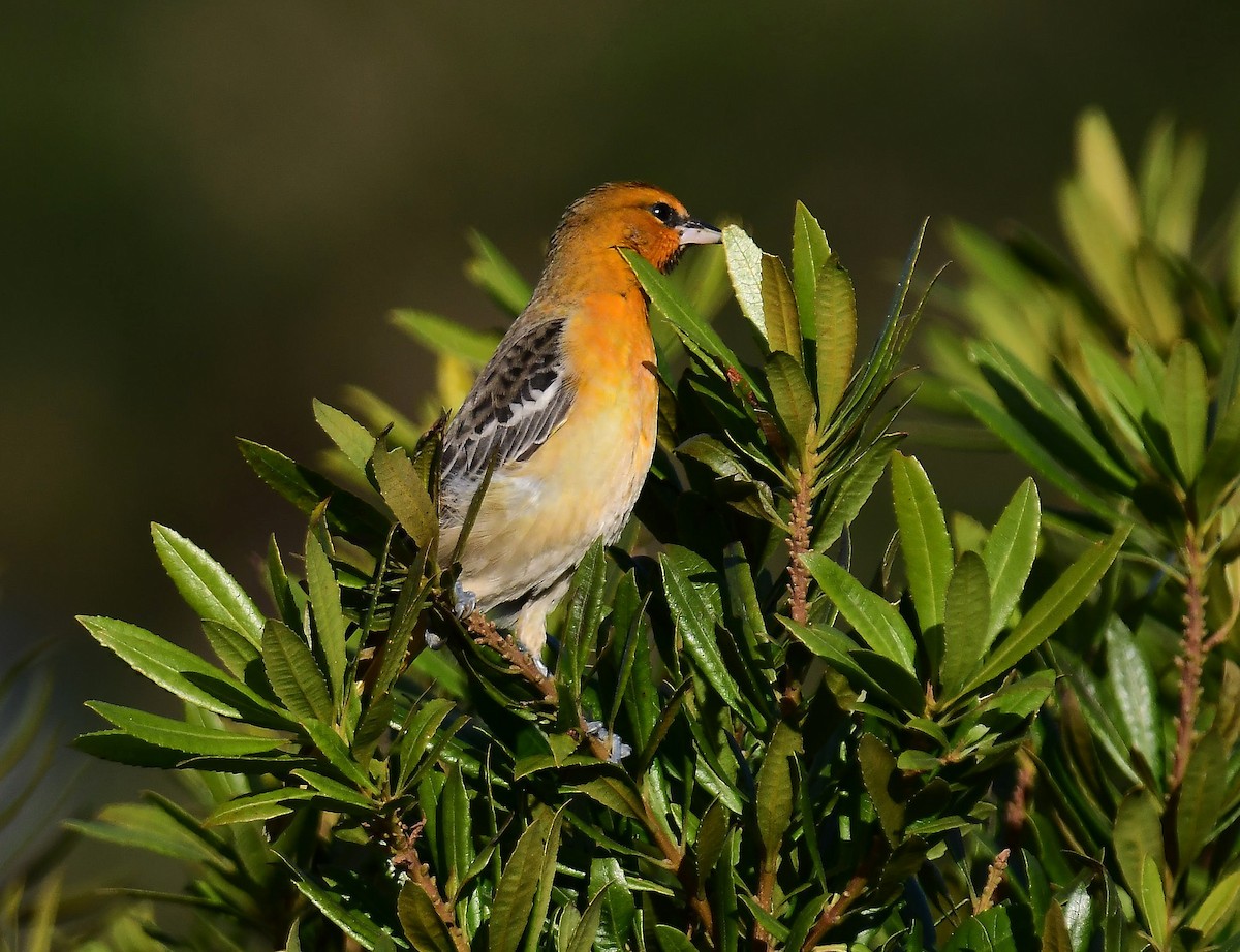 Bullock's Oriole - ML646377356