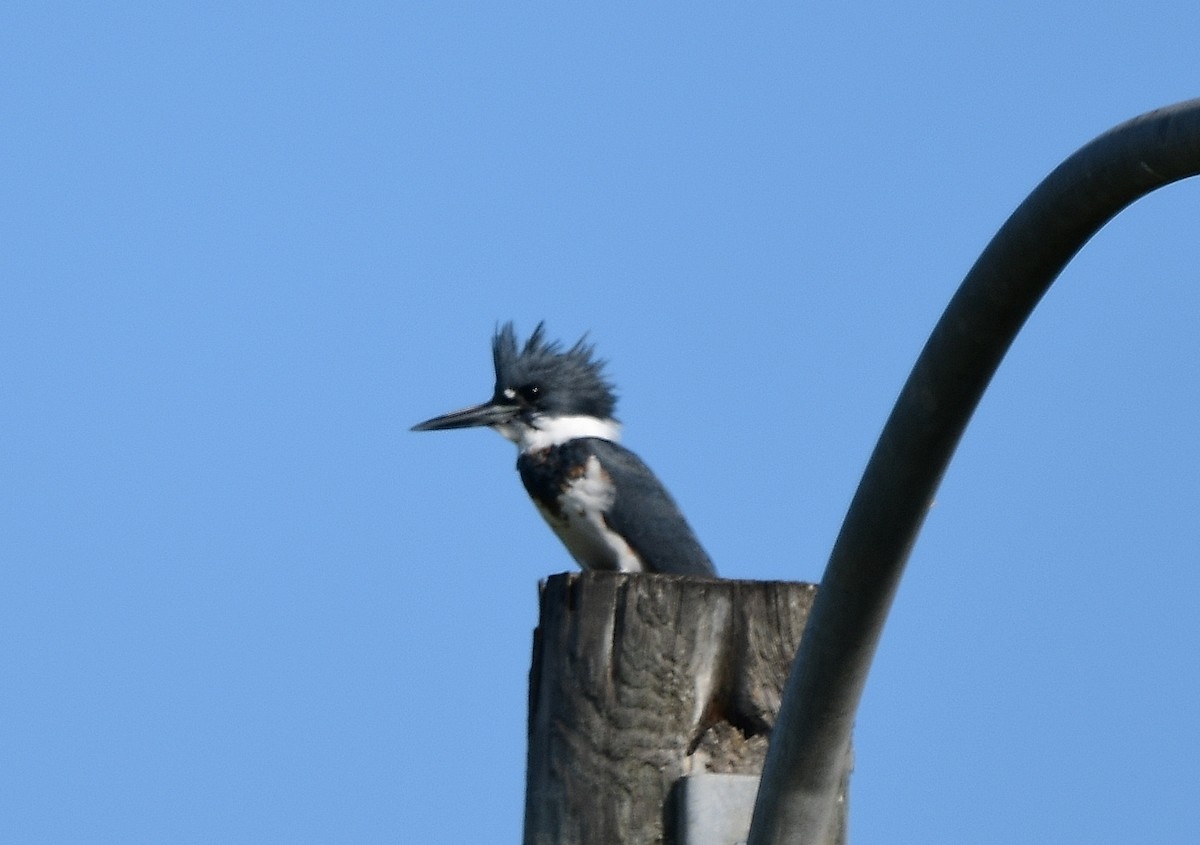 Belted Kingfisher - ML646377357