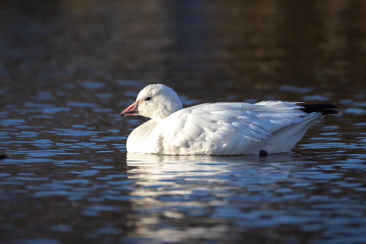 Ross's Goose - ML646377358