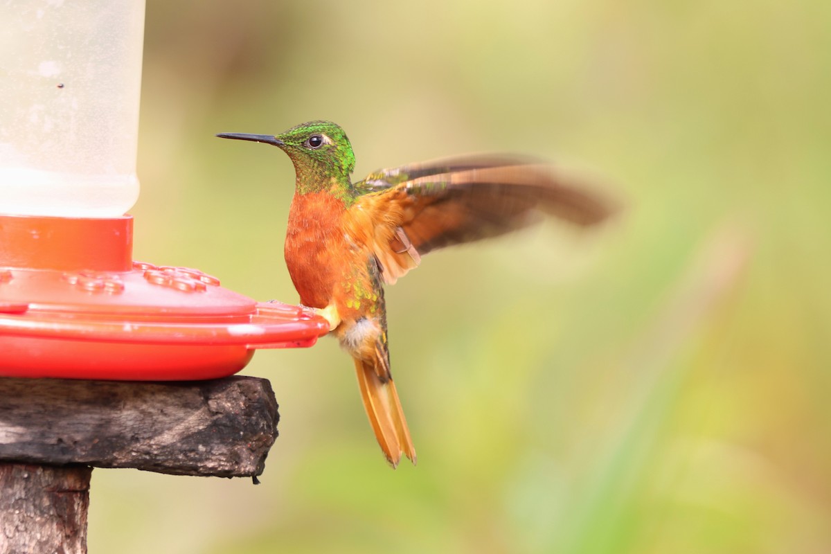Chestnut-breasted Coronet - ML646377360