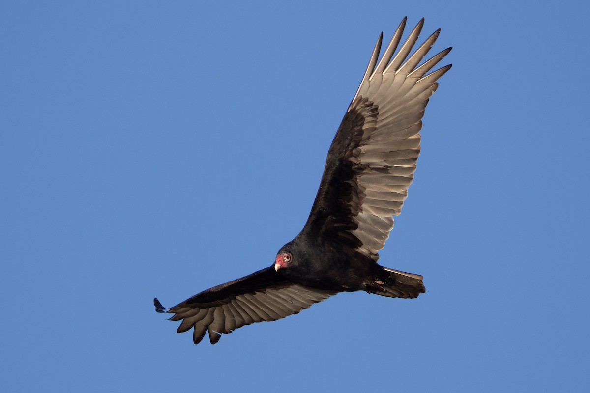 Turkey Vulture - ML646377361