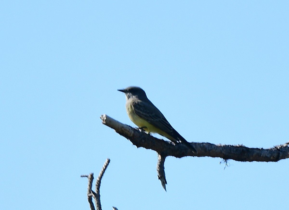 Cassin's Kingbird - ML646377362