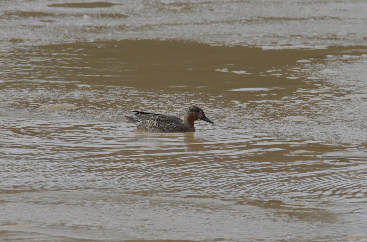 Green-winged Teal - ML646377363