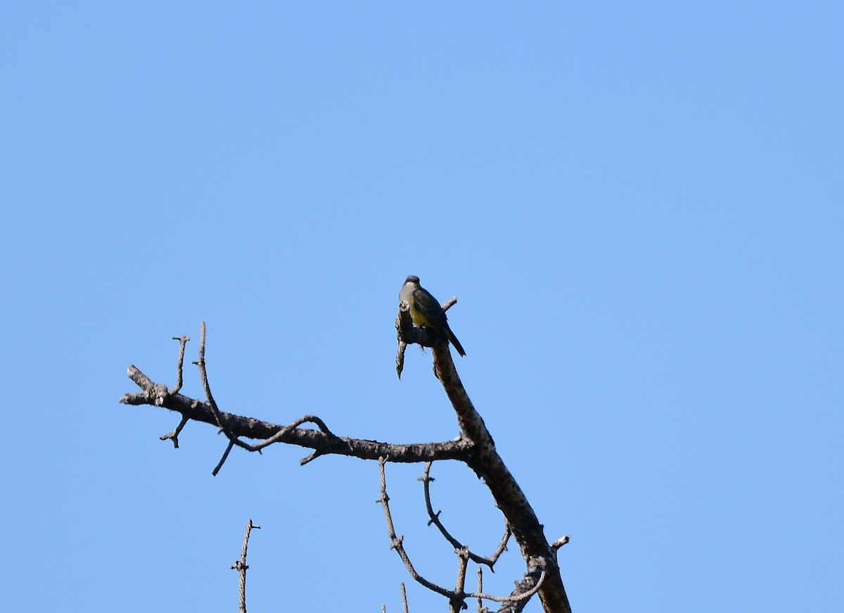 Cassin's Kingbird - ML646377364
