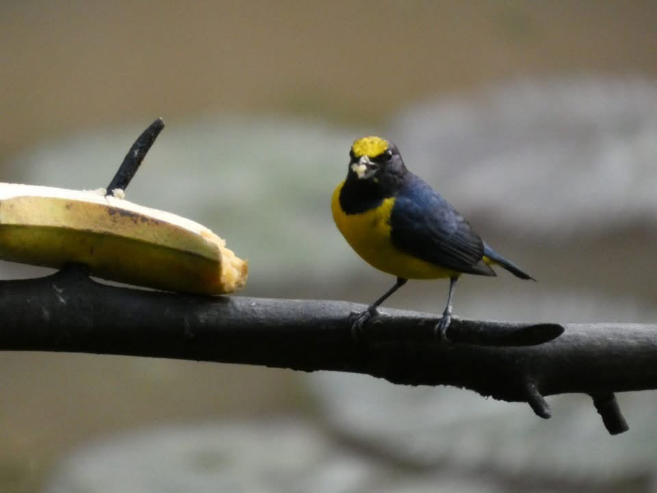 Spot-crowned Euphonia - ML646377365