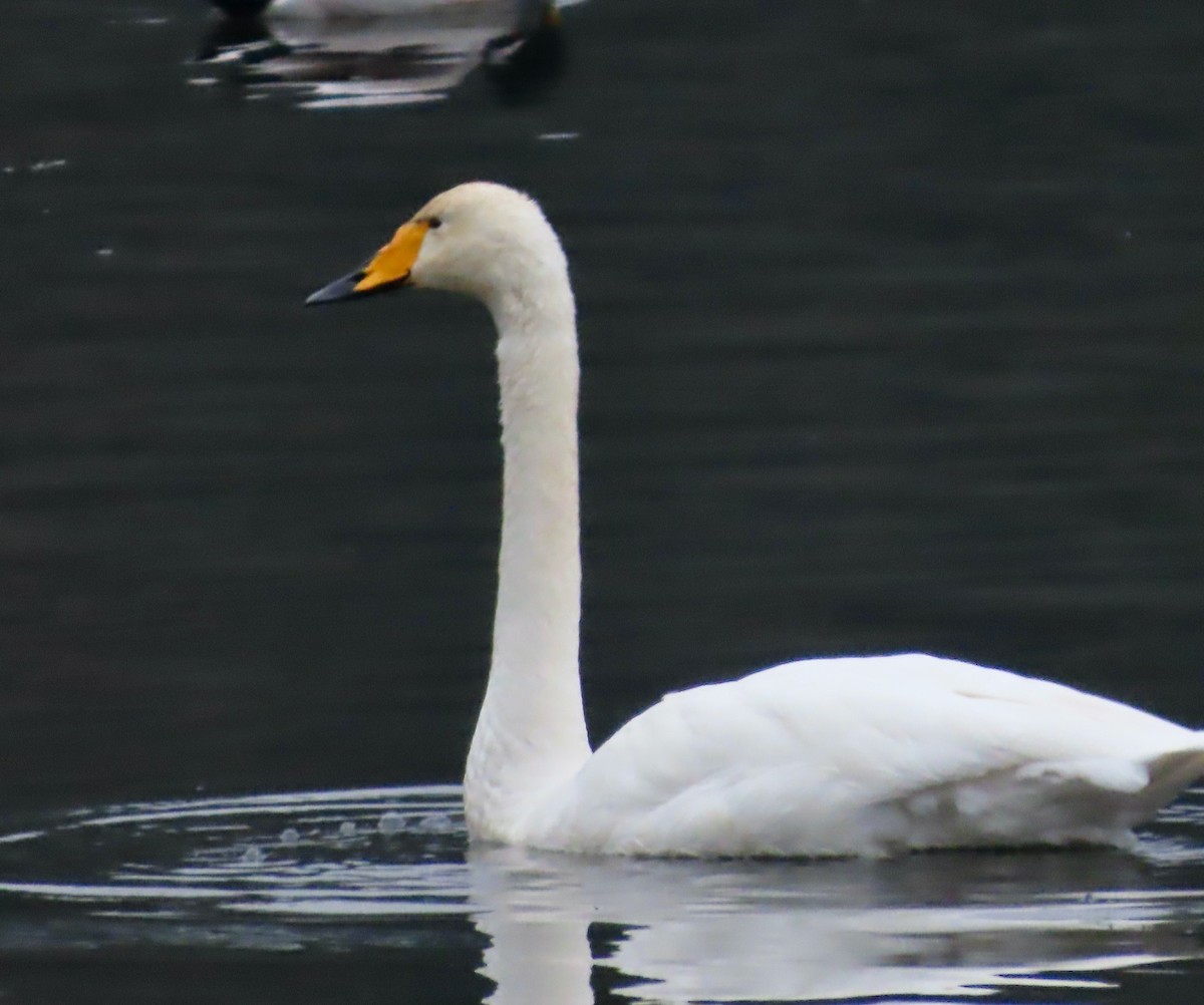 Cigno selvatico - ML646377366