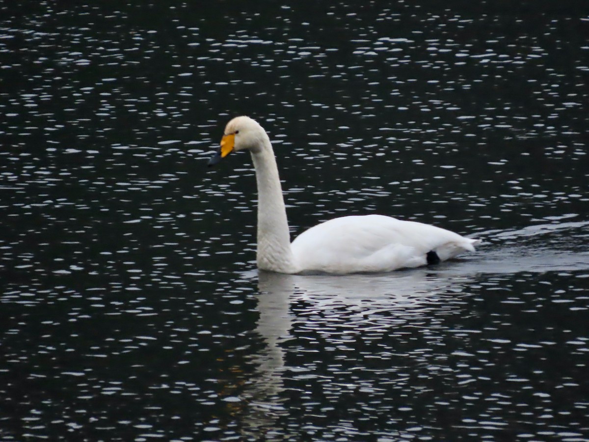 Cigno selvatico - ML646377367