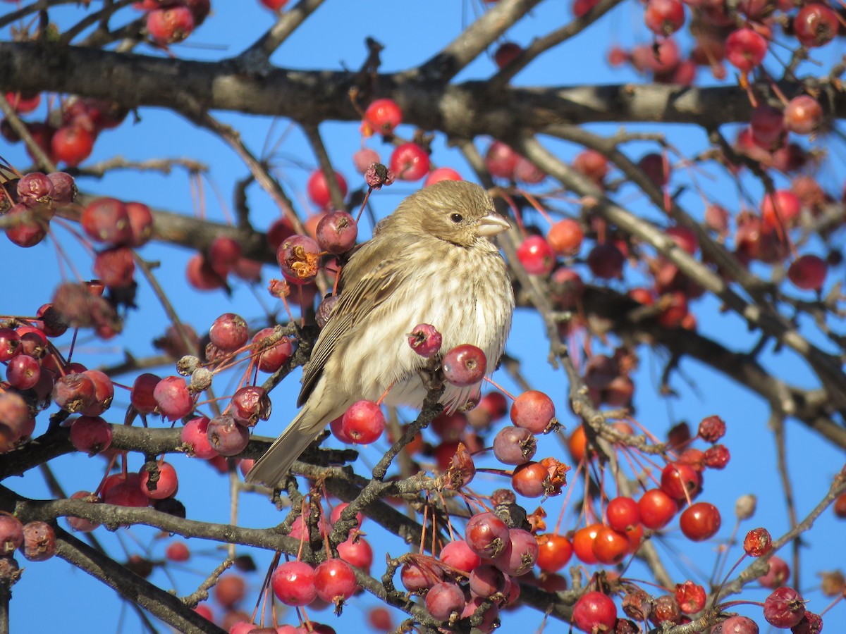 Camachuelo Mexicano - ML646377368