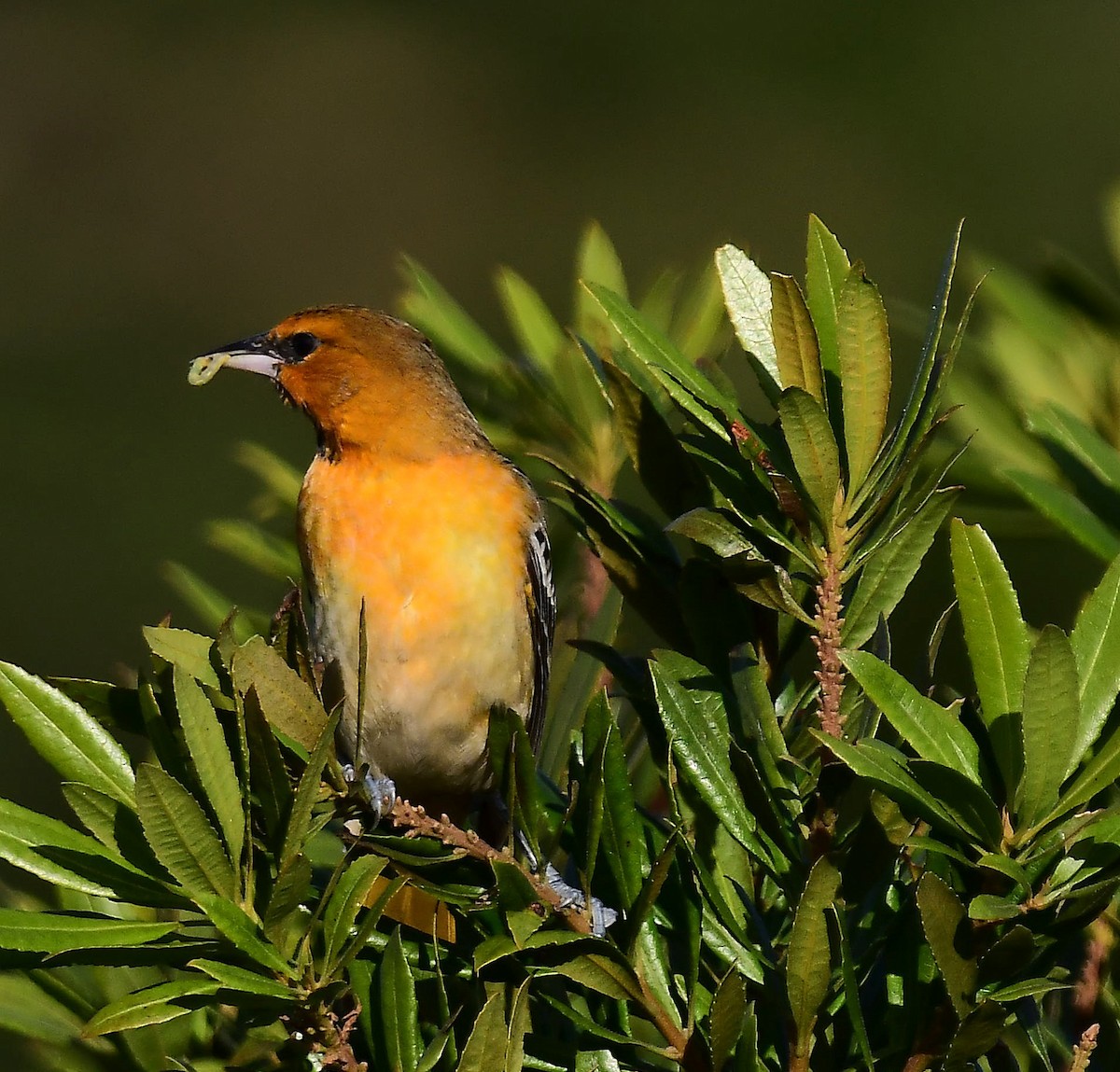 Bullock's Oriole - ML646377370
