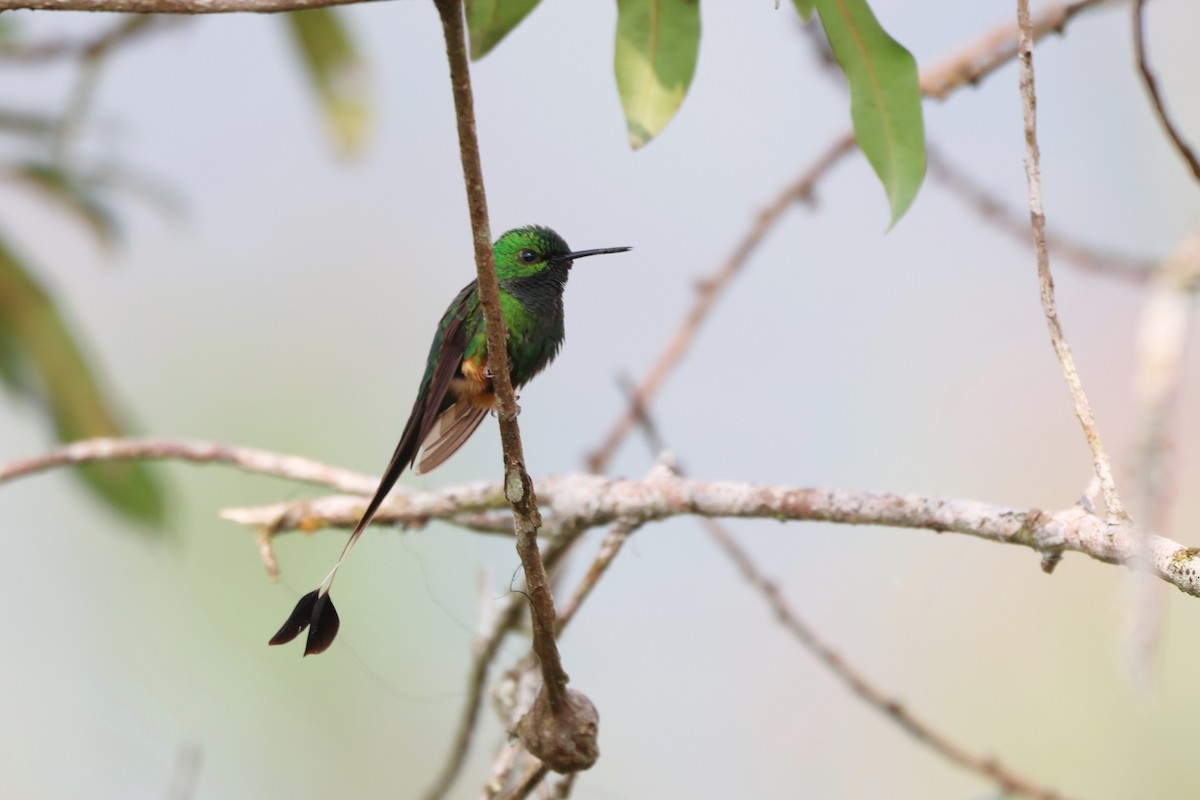 Peruvian Racket-tail - ML646377371