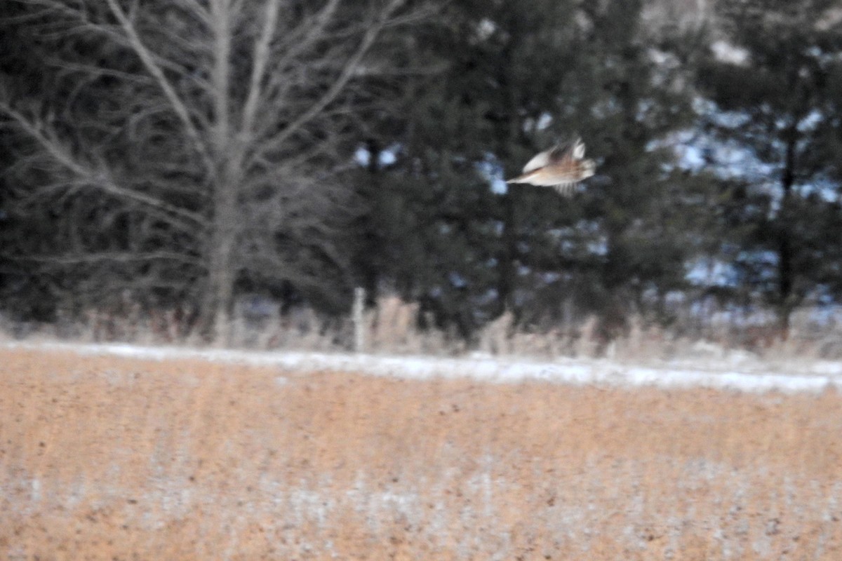 Short-eared Owl - ML646377372