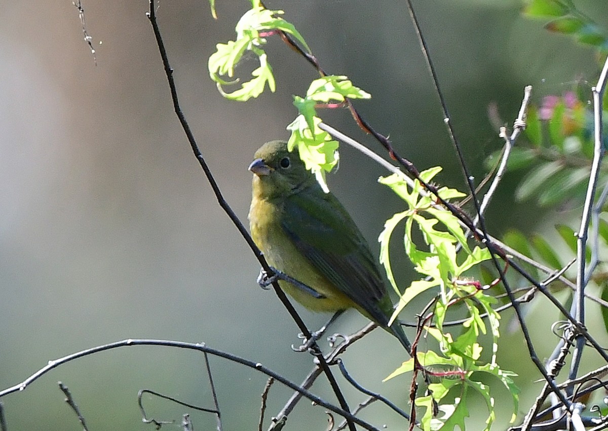 Painted Bunting - ML646377379