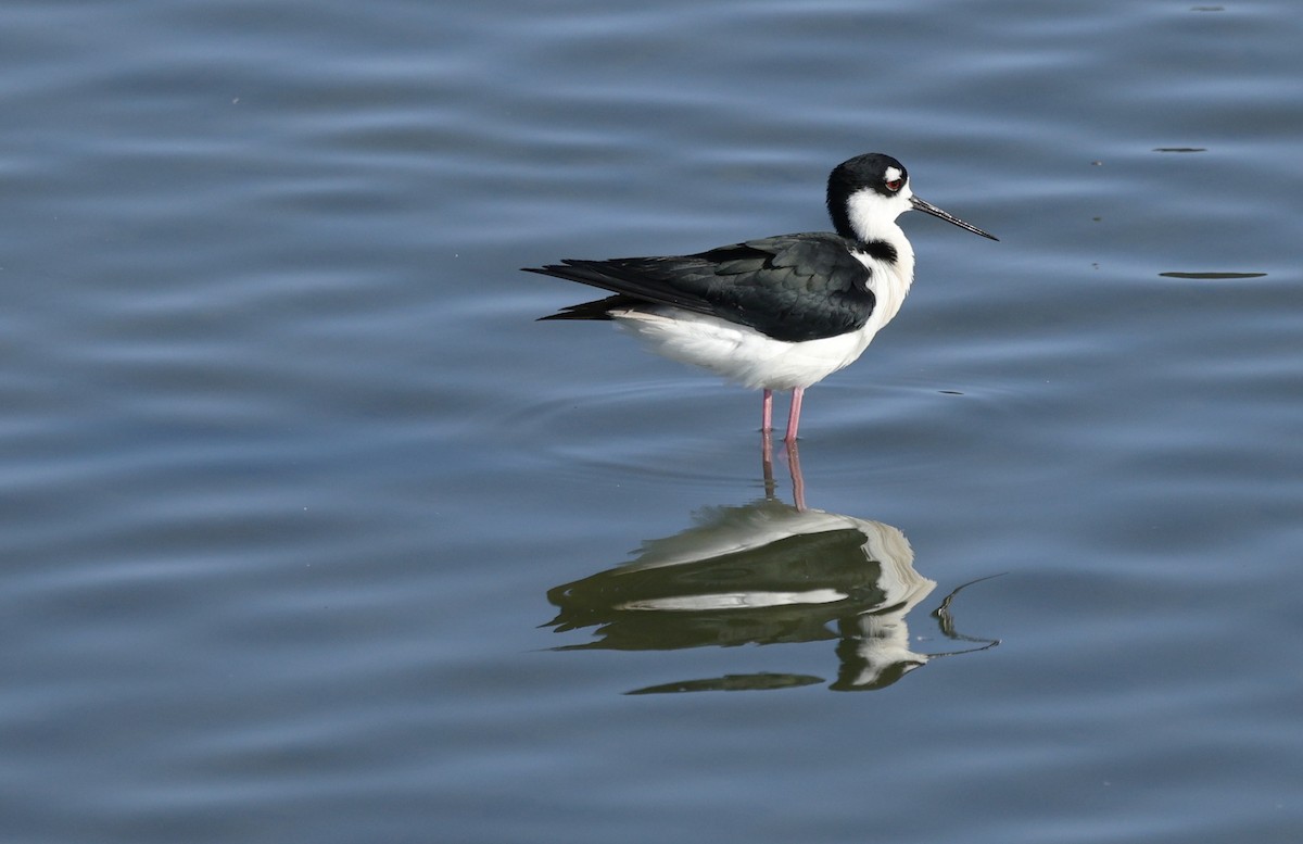 Black-necked Stilt - ML646377381