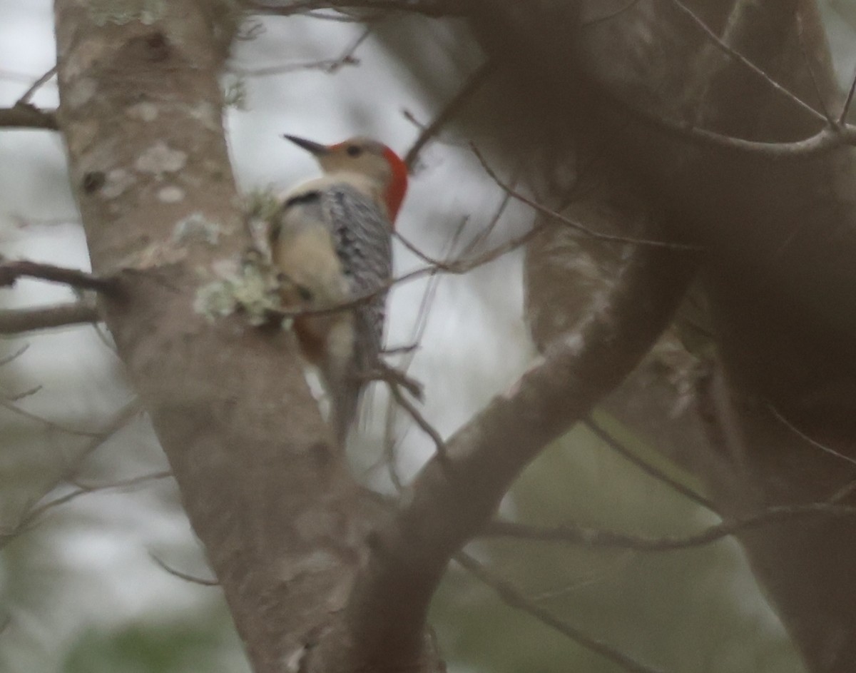 Red-bellied Woodpecker - ML646377382