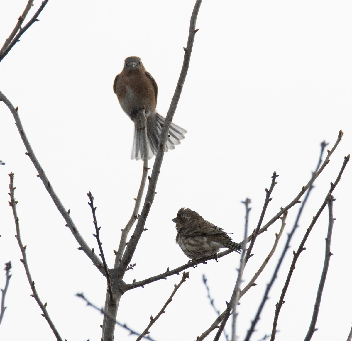 Purple Finch (Eastern) - ML646377385