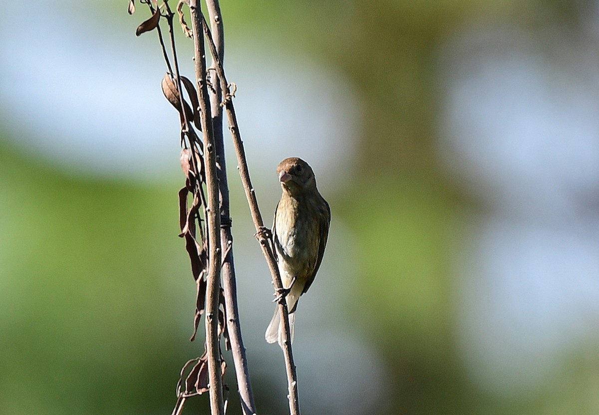 Indigo Bunting - ML646377386