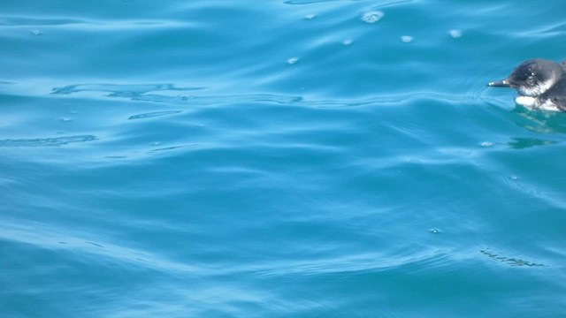 Pigeon Guillemot - ML646377387