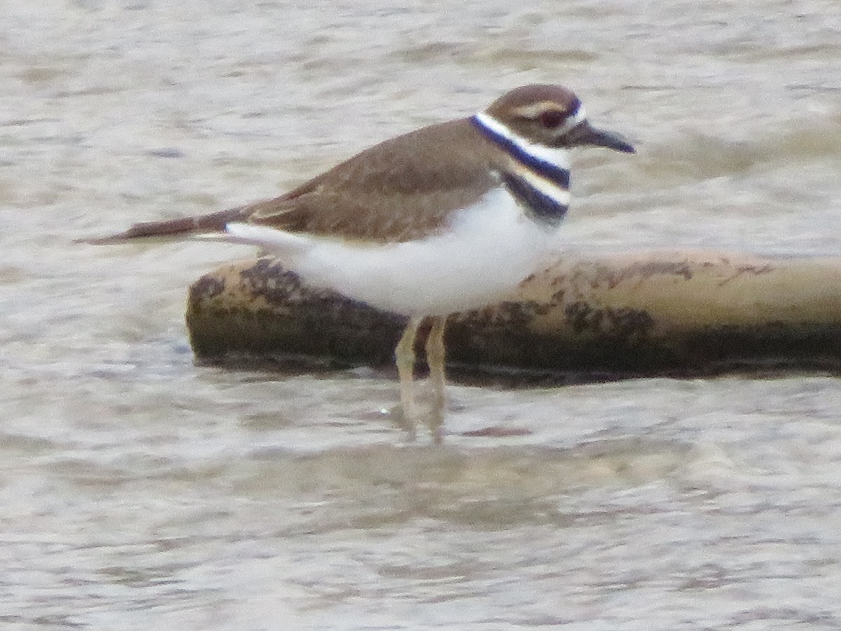 Killdeer - ML646377388