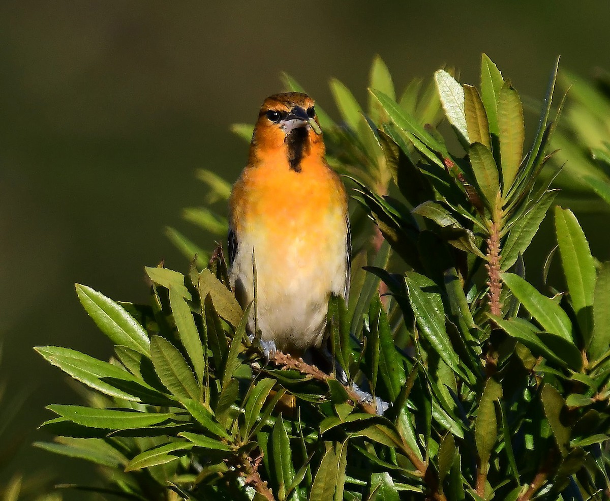 Bullock's Oriole - ML646377390