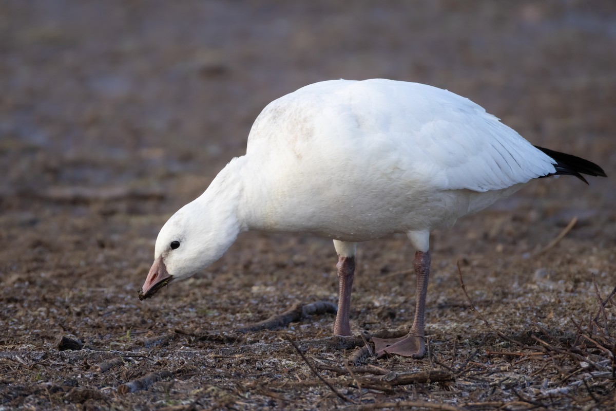 Ross's Goose - ML646377391