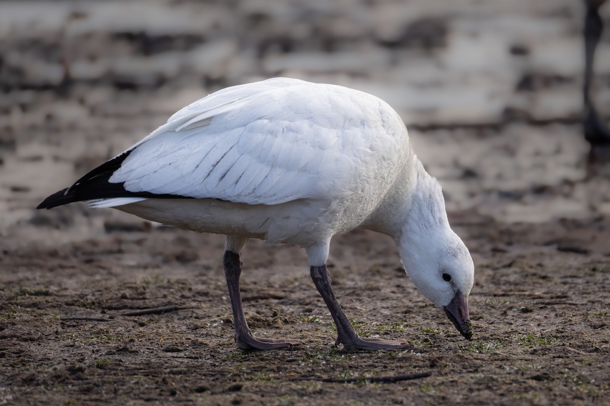 Ross's Goose - ML646377392
