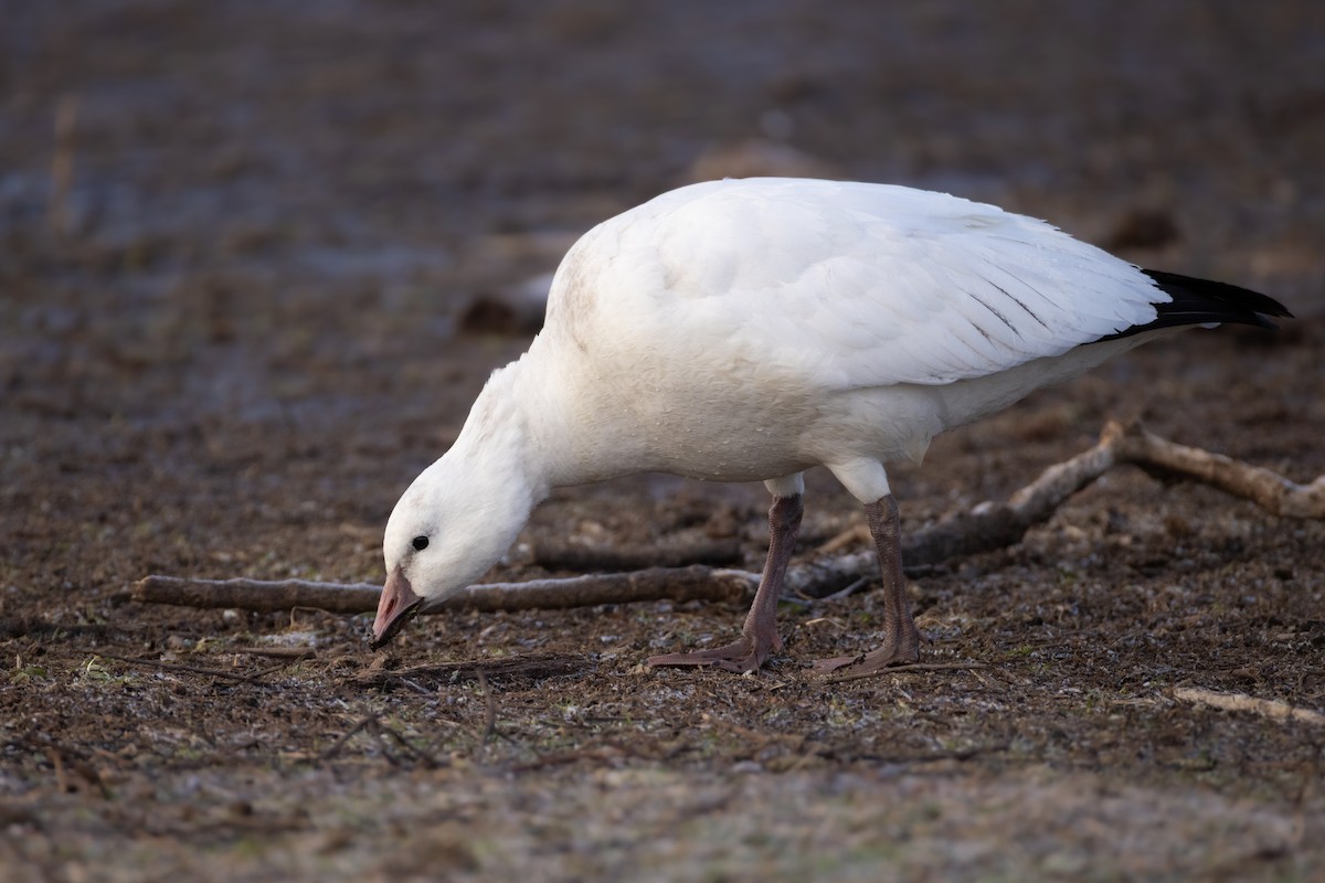 Ross's Goose - ML646377393
