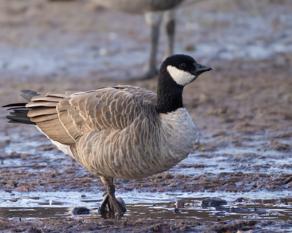 Cackling Goose - ML646377395