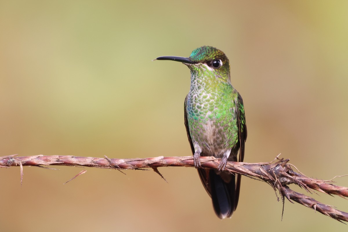 Violet-fronted Brilliant - ML646377396