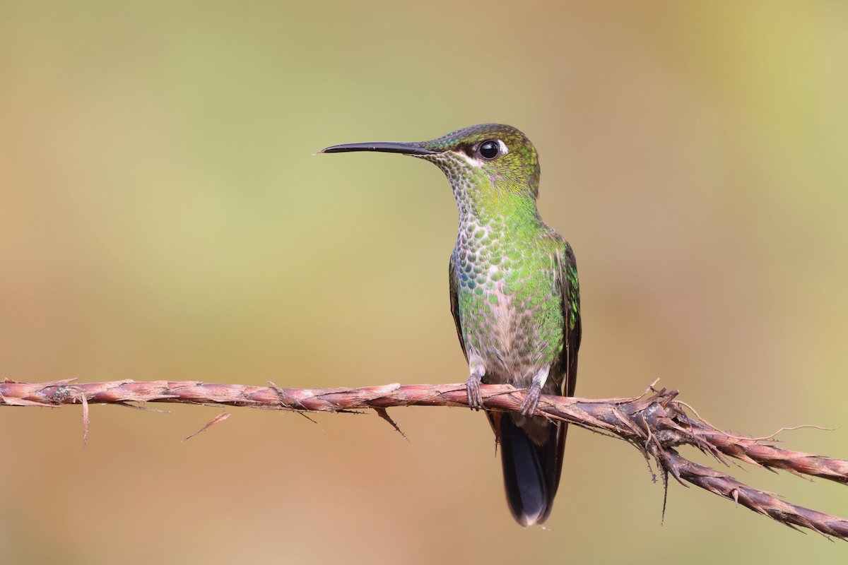 Violet-fronted Brilliant - ML646377397