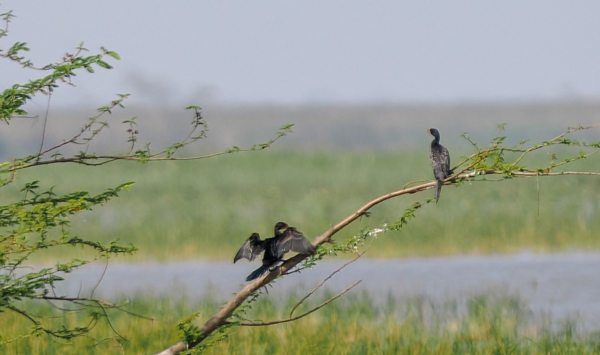 Reed Cormorant - ML646377398