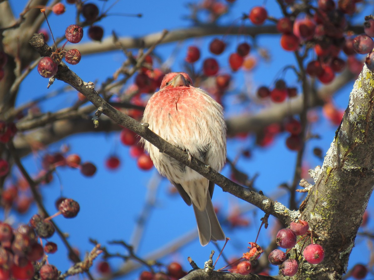 Camachuelo Mexicano - ML646377399