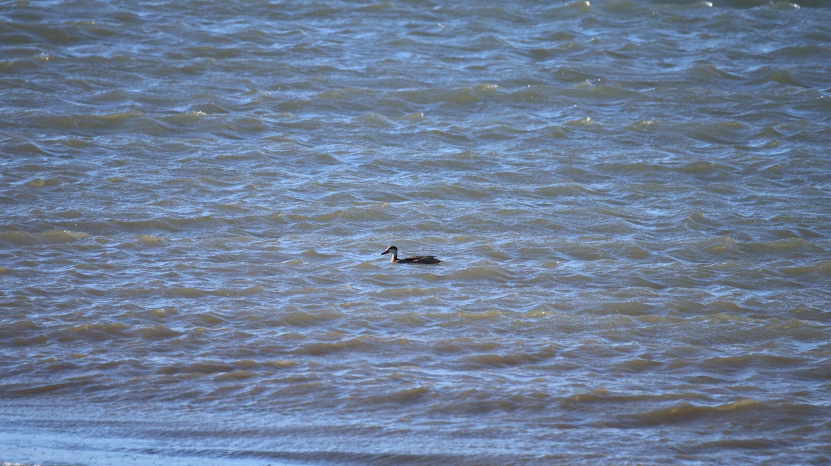 White-cheeked Pintail - ML646377400