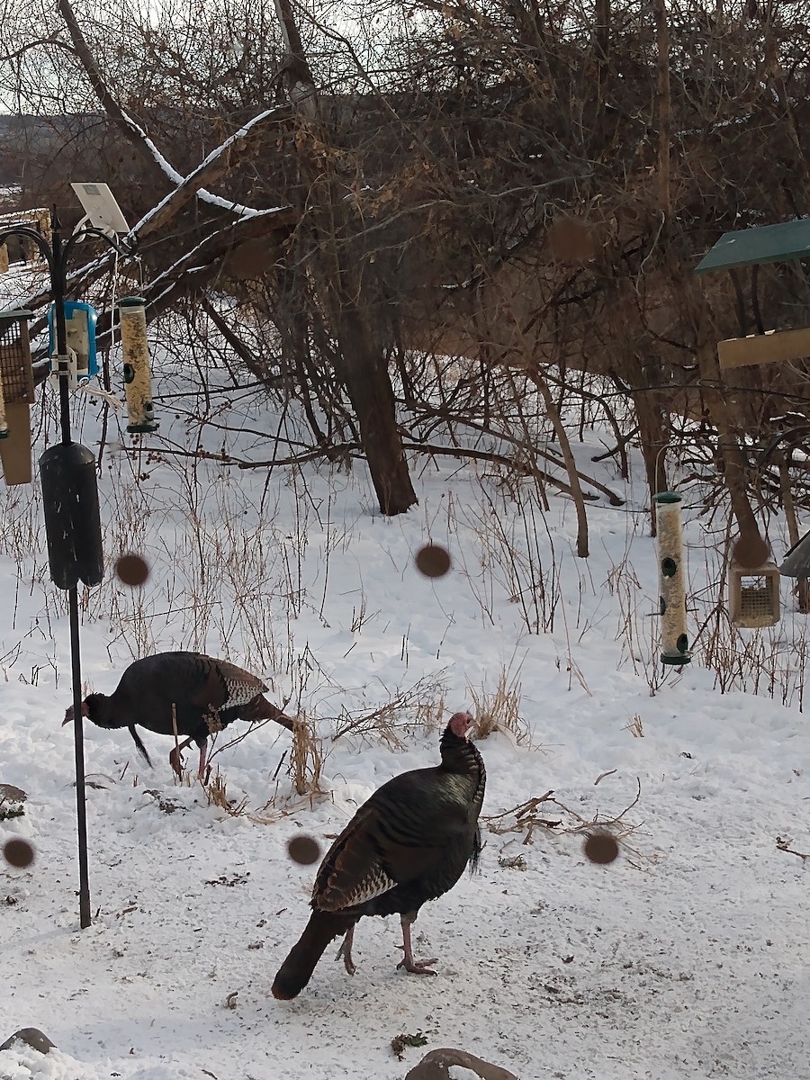 Wild Turkey - ML646377401