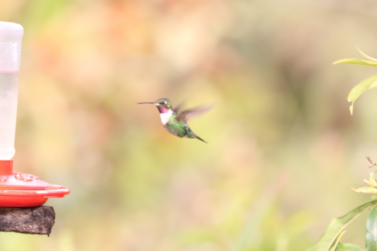 White-bellied Woodstar - ML646377403