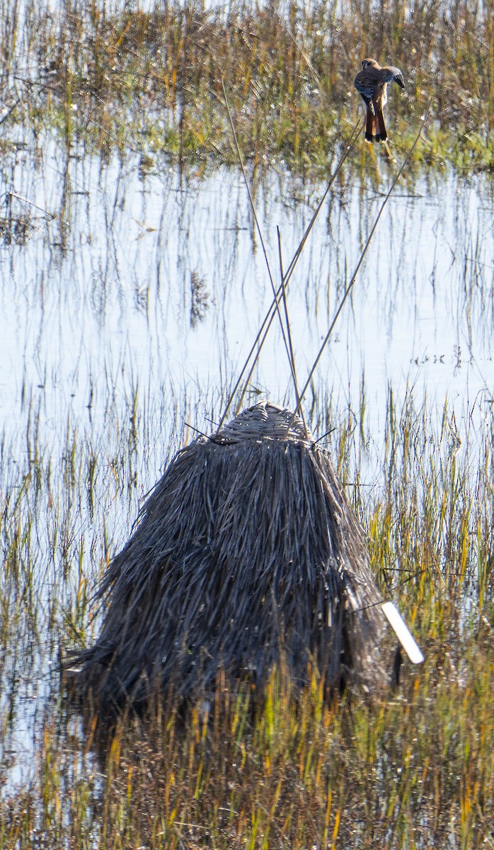 American Kestrel - ML646377404