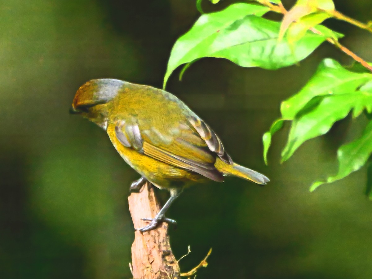 Tawny-capped Euphonia - ML646377405